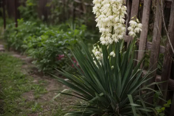 Yucca filamentosa – sfaturi pentru plantare, creștere și întreținere