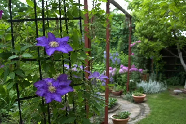 Clematis – sfaturi de plantare și îngrijire