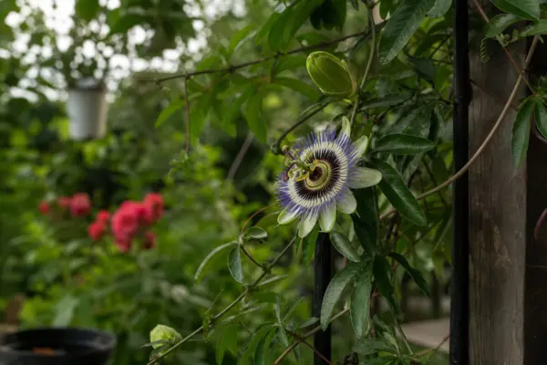 Floarea pasiunii (Passiflora caerulea) – ghid practic de plantare și îngrijire