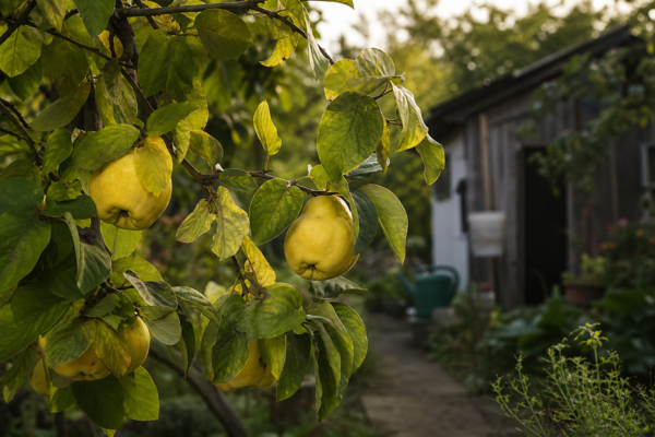Gutui (Cydonia oblonga) – condiții de creștere, plantare și îngrijire