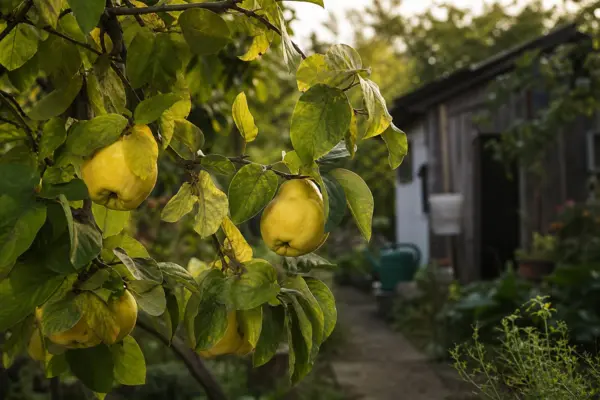 Gutui (Cydonia oblonga) – condiții de creștere, plantare și îngrijire