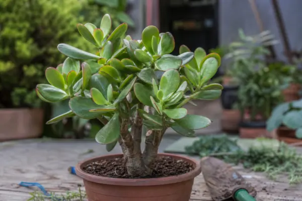 Arborele de jad (Crassula ovata) – ghid practic de plantare și îngrijire