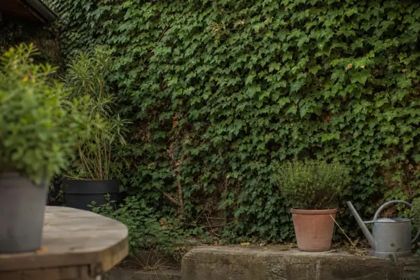 Iedera (Hedera helix) – tot ce trebuie să știi despre plantare și îngrijire