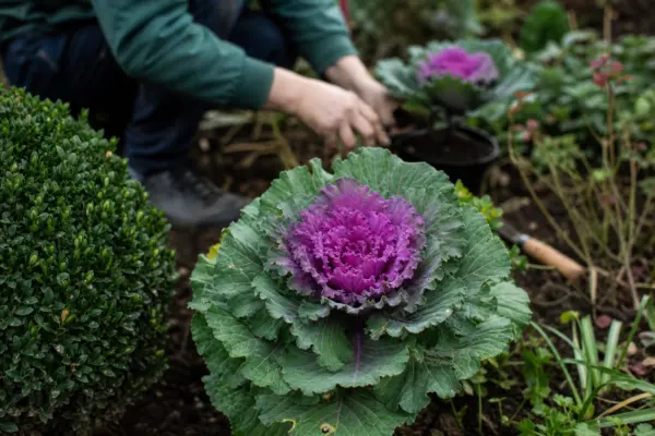 Varză ornamentală (Brassica oleracea) – tot ce trebuie să știi despre plantare și îngrijire