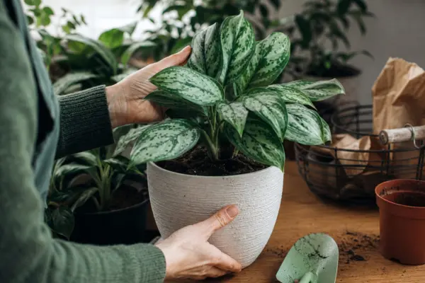 Aglaonema commutatum – de la plantare la întreținerea de zi cu zi
