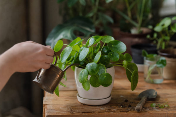 Pilea (Pilea peperomioides) – condiții de creștere, plantare și îngrijire