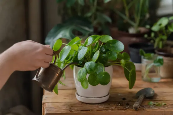 Pilea (Pilea peperomioides) – condiții de creștere, plantare și îngrijire