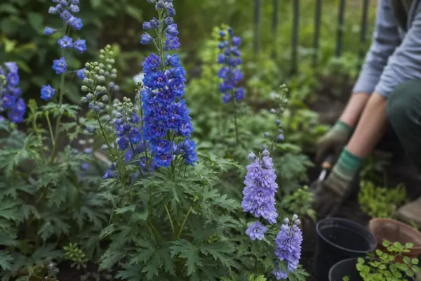 Nemțișor (Delphinium elatum) – plantare, îngrijire și greșeli de evitat