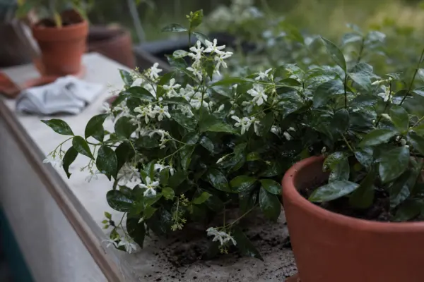 Iasomie (Jasminum officinale) – ghid practic de plantare și îngrijire