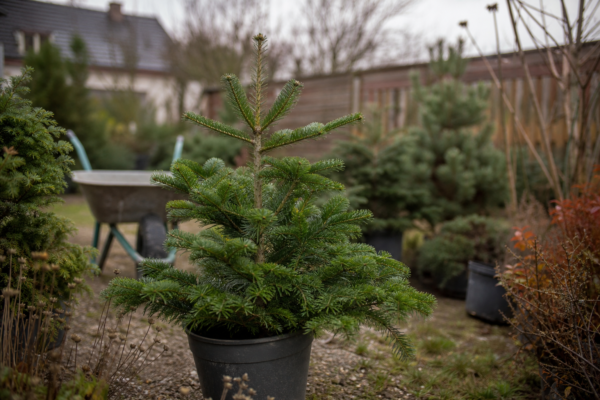 Brad de Crăciun (Abies nordmanniana): ce condiții cere și cum o îngrijești