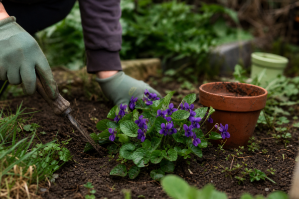 Toporaș (Viola odorata) – tot ce trebuie să știi despre plantare și îngrijire