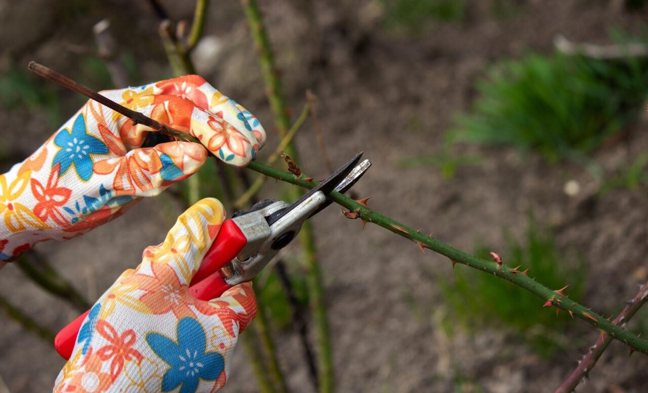 Ce faci cu florile uscate ca plantele să producă boboci noi