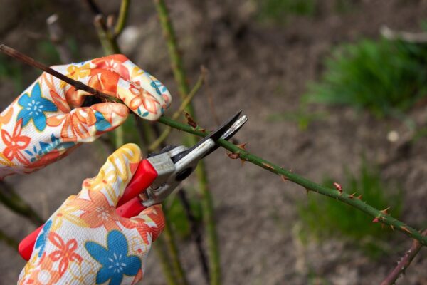 Ce faci cu florile uscate ca plantele să producă boboci noi