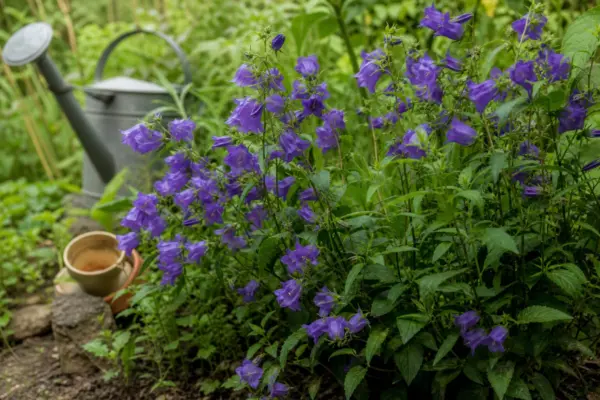 Clopoțel (Campanula persicifolia) – plantare, îngrijire și greșeli de evitat
