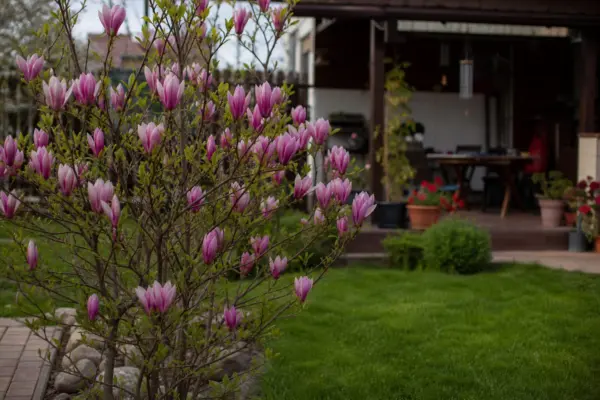 Magnolia (Magnolia soulangeana) – plantare, îngrijire și greșeli de evitat