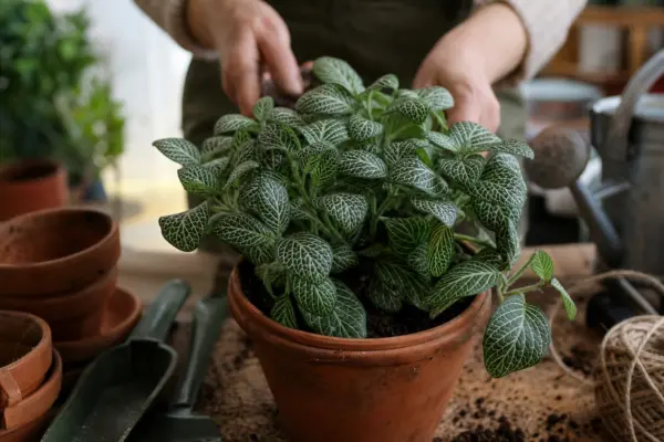 Fittonia (Fittonia albivenis) – plantare și îngrijire pas cu pas