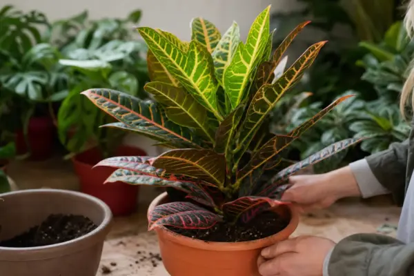 Crotonul (Codiaeum variegatum) – tot ce trebuie să știi despre plantare și îngrijire