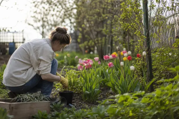 Laleaua (Tulipa) – sfaturi utile pentru plantare și îngrijire