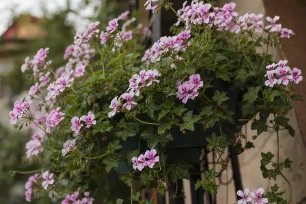 Mușcata curgătoare (Pelargonium peltatum) – plantare, udare și întreținere