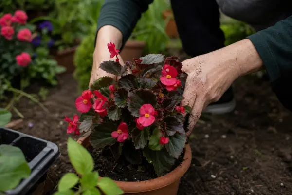 Begonie de grădină (Begonia semperflorens) – plantare, îngrijire și greșeli de evitat
