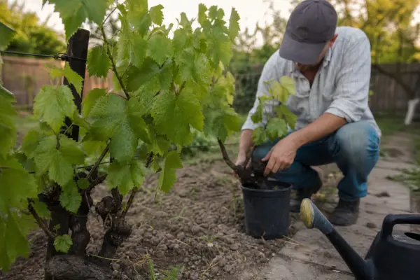 Viță de vie (Vitis vinifera) – plantare și îngrijire pas cu pas