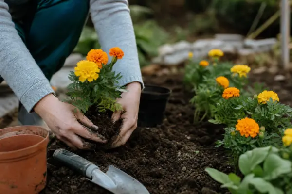 Crăițele (Tagetes) – ghid pas cu pas de plantare și întreținere