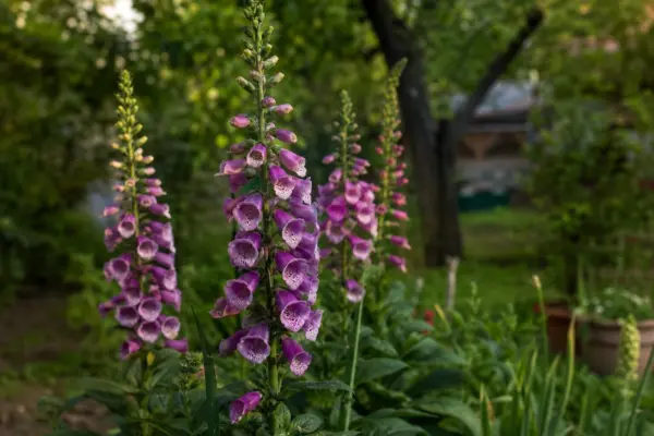 Degetarul (Digitalis purpurea) – ghid complet de cultivare și îngrijire