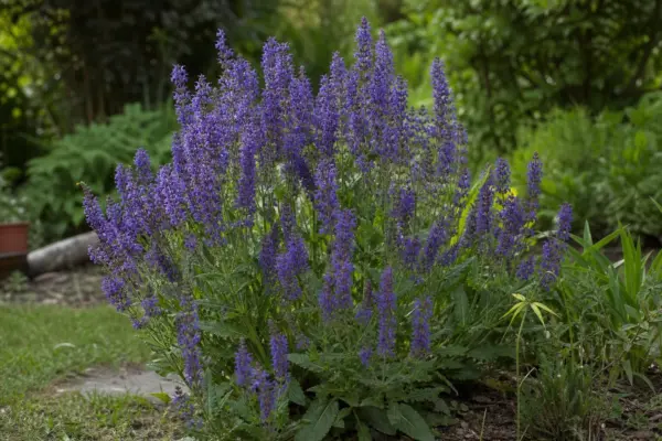 Salvia de grădină (Salvia nemorosa) – de la plantare la întreținerea de zi cu zi