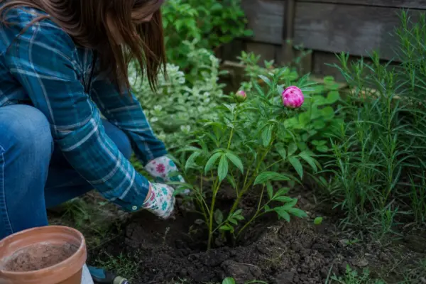 Bujorul (Paeonia) – sfaturi de plantare și îngrijire