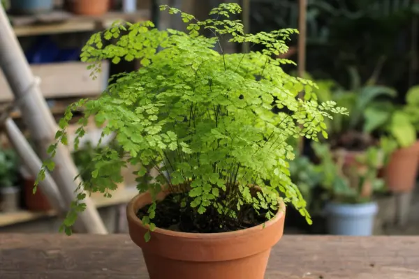 Părul Venerei (Adiantum raddianum) – plantare, îngrijire și greșeli de evitat