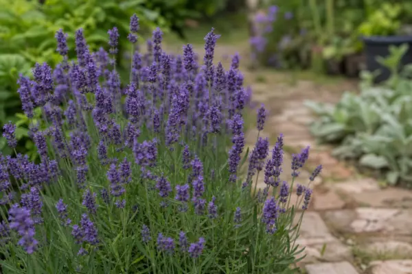 Lavanda (Lavandula angustifolia) – tot ce trebuie să știi despre plantare și îngrijire