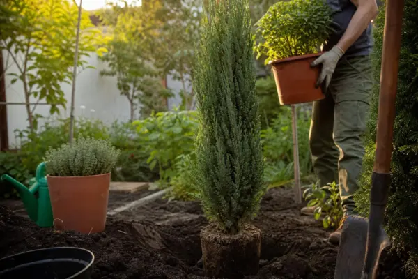 Chiparos (Cupressus sempervirens) – sfaturi de plantare și îngrijire