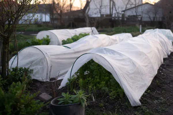 Cum protejezi plantele din solar în nopțile reci de primăvară