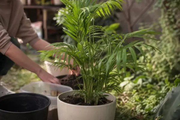 Palmierul Areca (Dypsis lutescens) – condiții de creștere, plantare și îngrijire