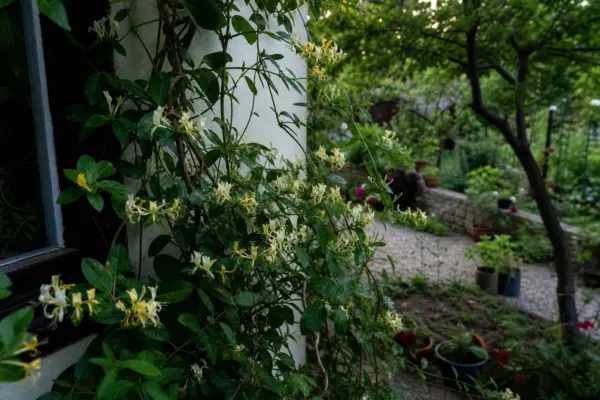Caprifoi de pădure (Lonicera periclymenum) – sfaturi utile pentru plantare și îngrijire