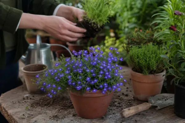 Lobelia (Lobelia erinus) – tot ce trebuie să știi despre plantare și îngrijire