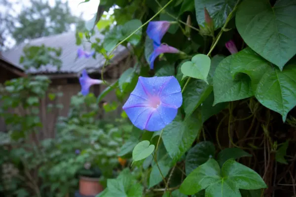 Zorele (Ipomoea purpurea) – ghid pas cu pas de plantare și întreținere