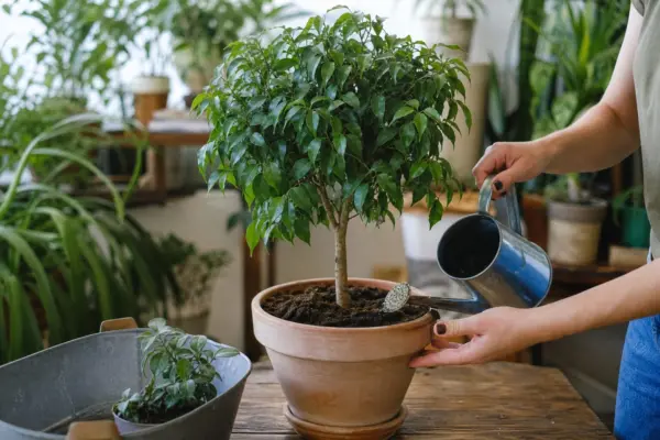 Ficus benjamin (Ficus benjamina) – ghid pas cu pas de plantare și întreținere