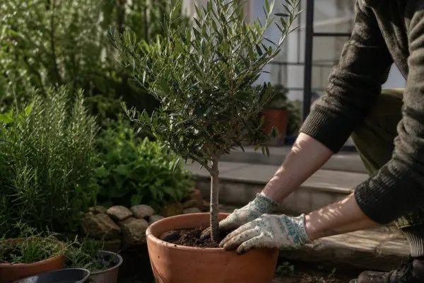 Măslin ornamental (Olea europaea) – sfaturi utile pentru plantare și îngrijire