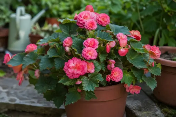 Begonie tuberoasă (Begonia tuberhybrida) – ghid complet de cultivare și îngrijire