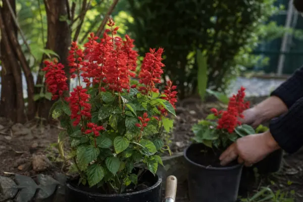 Salvie roșie (Salvia splendens) – tot ce trebuie să știi despre plantare și îngrijire