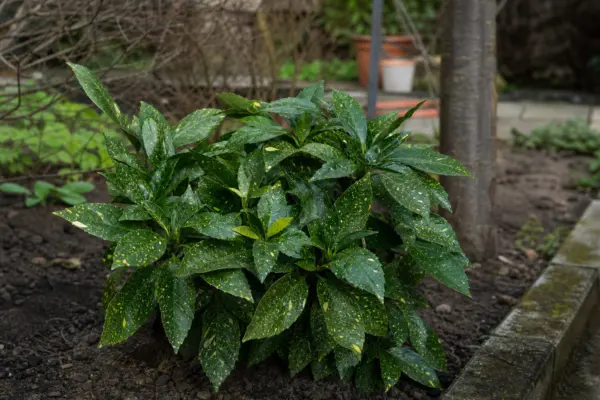 Aucuba (Aucuba japonica) – ghid pas cu pas de plantare și întreținere