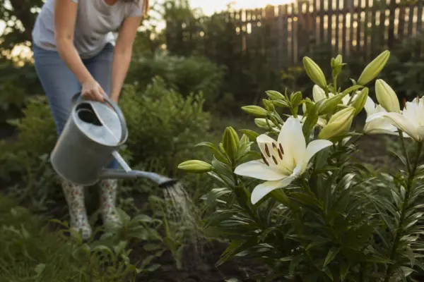 Crinul (Lilium) – plantare, udare și întreținere