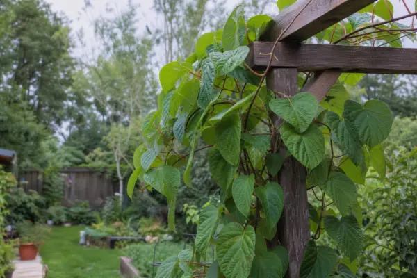 Kiwi (Actinidia arguta) – plantare, îngrijire și greșeli de evitat