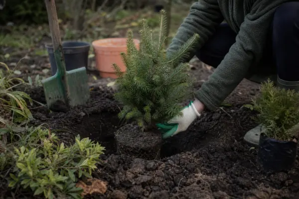 Brad de Crăciun (Abies nordmanniana) – plantare, udare și întreținere