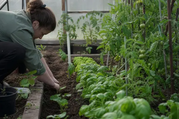 Ce plante nu ar trebui cultivate una lângă alta în solar