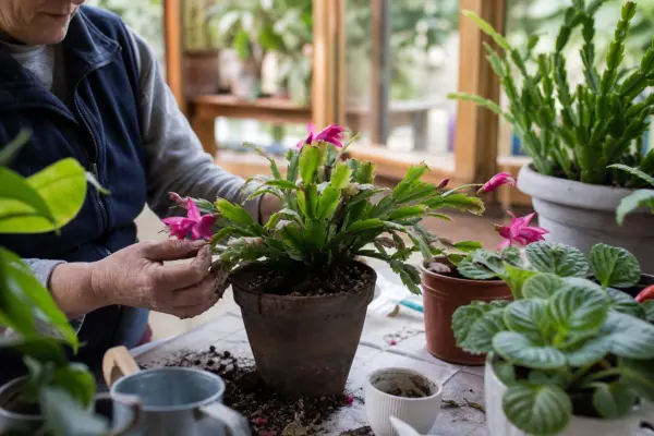 Cactusul de Crăciun (Schlumbergera) – ghid complet de cultivare și îngrijire