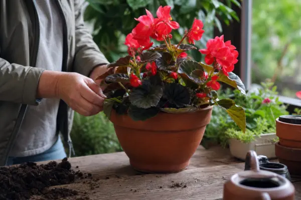 Begonie Elatior (Begonia elatior) – de la plantare la întreținerea de zi cu zi