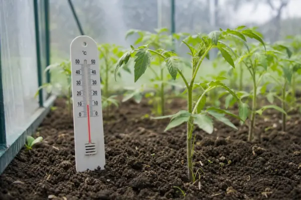 Ce temperatură trebuie să aibă răsadurile de roșii ziua și noaptea