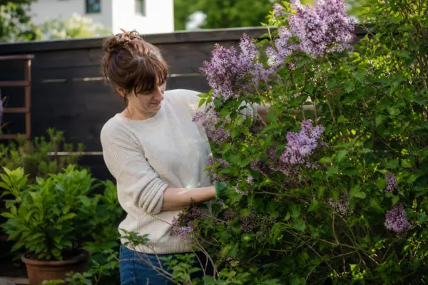 Liliac (Syringa vulgaris) – tot ce trebuie să știi despre plantare și îngrijire